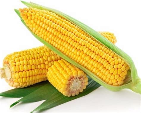 今天玉米价格多少钱一吨？2020年10月30日玉米价格最新行情_第一金融网