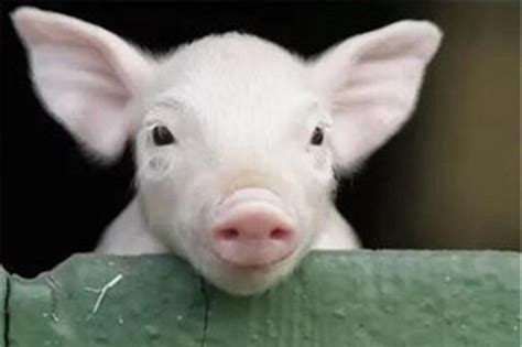 2020年03月06日猪价——最新生猪价格_凤凰网视频_凤凰网