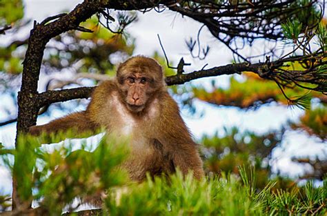 黄山石猴高清图片下载-正版图片501187097-摄图网