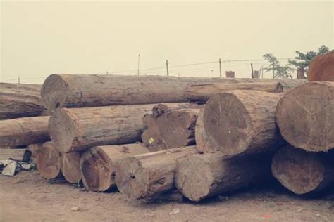 山杂木是什么木?木材中说的硬杂木指哪些木材【批木网】 - 木材专题 - 批木网