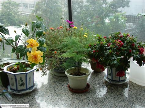 办公室花植物风水摆放的讲究-罗浩泰-重庆风水大师