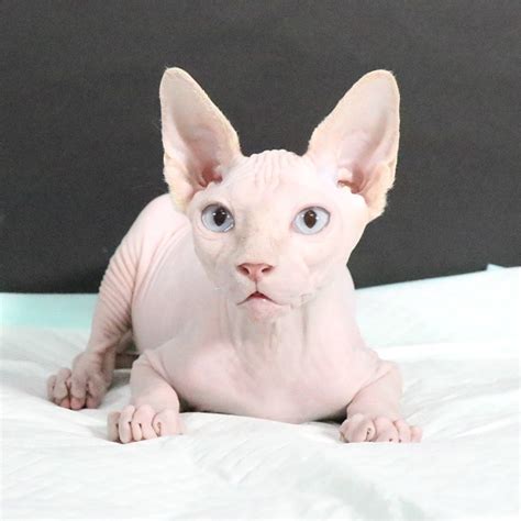 斯芬克斯猫(Sphynx)又称加拿大无毛猫体图片