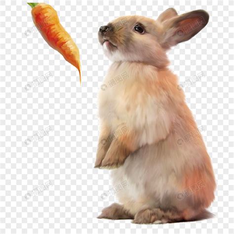 兔子胡萝卜元素素材下载-正版素材401288409-摄图网