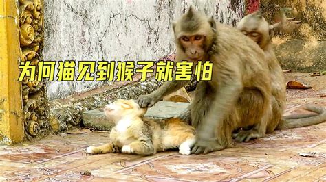 猫猴子图片