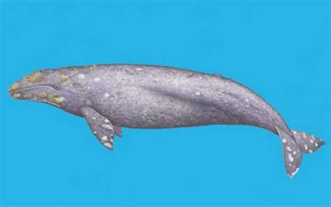 一鲸落万物生！罕见的鲸落现象，被称为史上最浪漫的重生