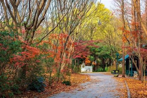 上海赏秋景最好的地方 八大最美秋景地点推荐_旅泊网