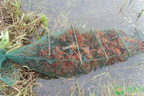 养殖小龙虾的水草作用和水质管理农业资讯-农信网