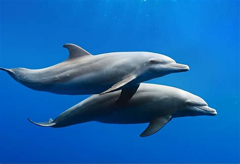 海豚是怎么交配的？科学家：总之很变态，它们演化出了人类的特征|莫顿|海豚|人类_新浪新闻