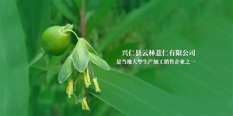 【经济】年产量达9.8万吨||兴仁市35万亩薏仁米喜获丰收~_种植