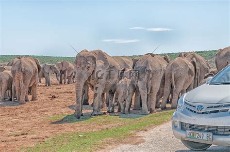 等待过马路的大象被旅游车挡住高清摄影大图-千库网