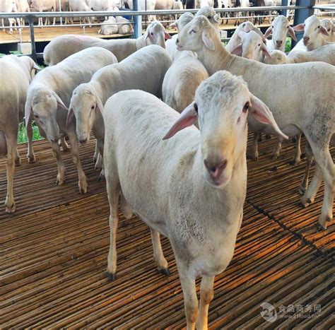 小尾寒羊价格今日全国活羊价格表波尔杜泊绵羊羊羔养殖价格 山东济宁-食品商务网