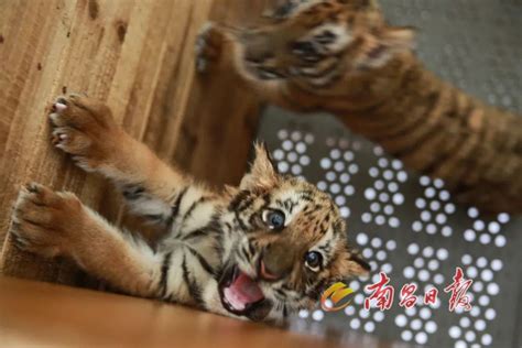 等你来取名！上海野生动物园动物宝宝公开征名_手机新浪网