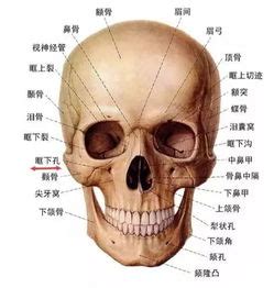 腮骨在哪个位置图图片