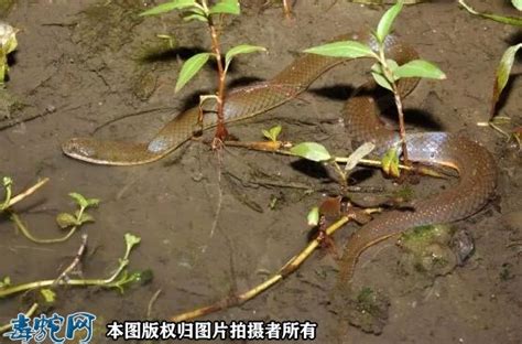 世界上最美的十种毒蛇，长相美丽带剧毒（第一在中国）_小狼观天下