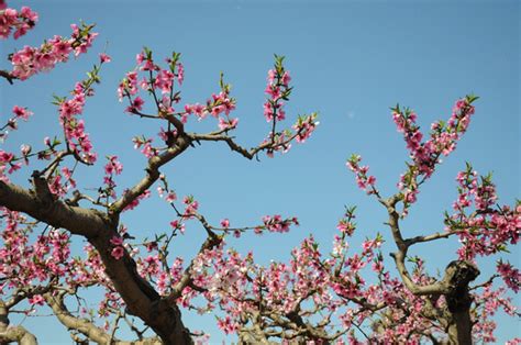 春天花满枝头高清图片下载-正版图片600180797-摄图网