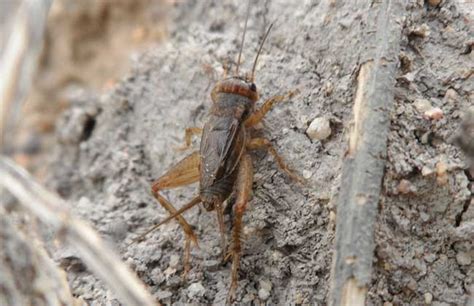 蟋蟀是益虫还是害虫 - 苏州市康卫环保消毒灭害技术服务有限公司