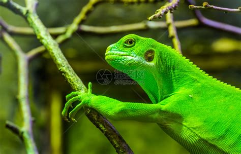 紧闭的青绿色女带状fiji蜥蜴来自菲济群岛的热带蜥蜴濒危爬行动物眼睛攀登充满活力高清图片下载-正版图片307901080-摄图网