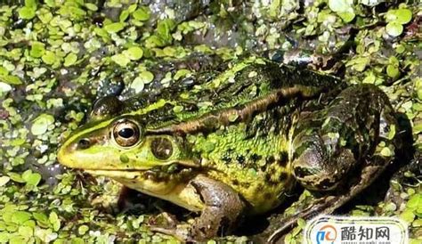 绿青蛙摄影野生动物生物学日志河岸亚种池塘湿地林蛙动物高清图片下载-正版图片321752225-摄图网