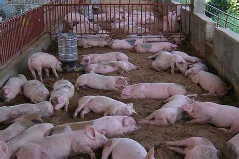 猪养殖场图片_猪养殖场设计素材_红动中国
