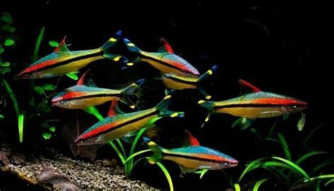 小热带鱼的混养原则，有些品种非常凶悍！|混养|鱼|观赏鱼_新浪新闻