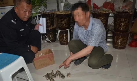 男子非法猎捕493只野生中华蟾蜍，被采取刑事强制措施