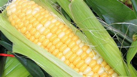 玉米有哪些品种？玉米品种大全 - 种植技术 - 第一农经网
