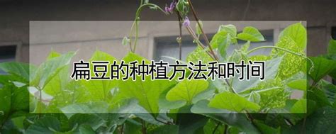 扁豆的种植方法和时间-农百科
