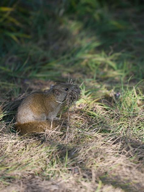 【一品黄山----雪地松鼠摄影图片】安徽黄山生态摄影_太平洋电脑网摄影部落