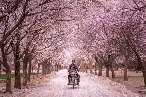 南疆杏花攻略 | 新疆帕米尔高原、塔尔乡、大同乡杏花（内含花期预测） - 知乎