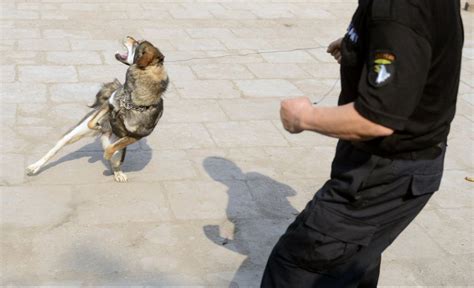 打狗图图片