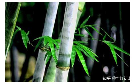 描写竹子的优美诗句 - 知乎