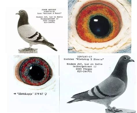 各种观赏鸽图片和名字,上看的观赏鸽,最贵点子鸽子图片_大山谷图库