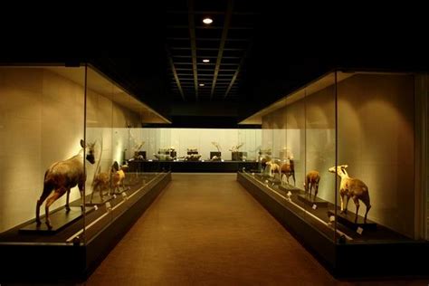 动物标本师 让博物馆动物“重获新生”-四川文明网