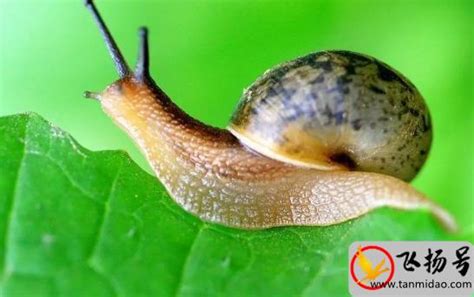 蜗牛是益虫还是害虫：害虫（附蜗牛虫害的防治措施）-飞扬号