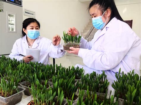 种质资源库完成100份保存21年稻种种子的活力检测----中国科学院西双版纳热带植物园