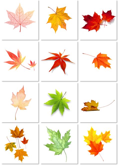 与五颜六色的日本枫叶的秋天季节高清图片下载-正版图片504851339-摄图网