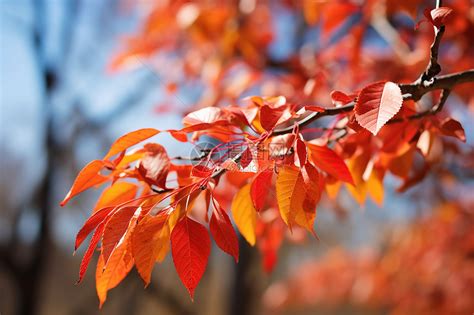 红红火火的秋季枫叶景观高清图片下载-正版图片600757875-摄图网
