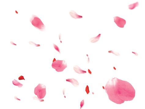 玫瑰花瓣图片-飘落的玫瑰花瓣素材-高清图片-摄影照片-寻图免费打包下载