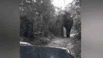惊险！男子开车与愤怒的大象狭路相逢 被迫倒车躲避_凤凰网视频_凤凰网