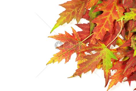 秋天白色的树叶高清图片下载-正版图片303559532-摄图网