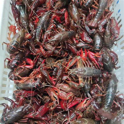 抖音洪湖渔家小龙虾 2023-05-17|小龙虾虾尾带货第二名|直播数据与分析报告 - 蝉妈妈数据
