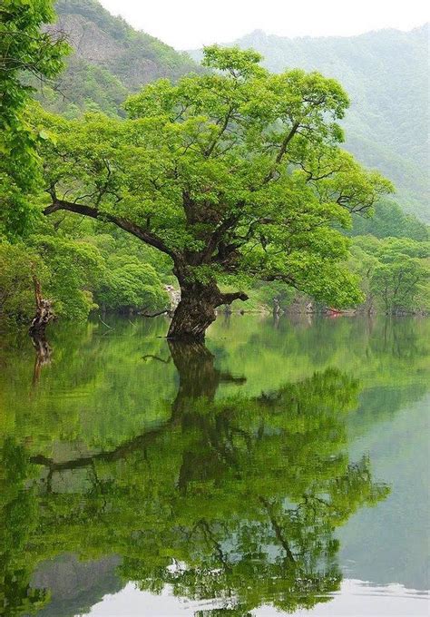 心，应该是一颗树，在缄默中伫立，既能接受阳光，也能包容风雨。