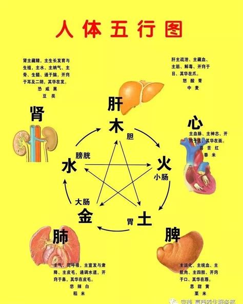 脸部对应的五脏六腑图_39健康网