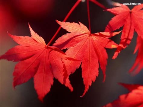 秋天火红枫叶图片