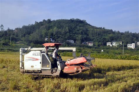 合川香龙镇：子鹞云农机专业合作社全力以赴收水稻-新重庆客户端