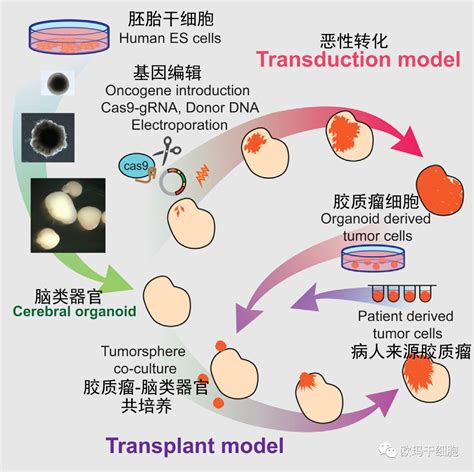 Cell Reports | ATRX基因突变的神经胶质瘤的高效疗法 - 知乎