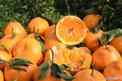 丹棱：聚焦打造晚熟柑橘中国芯 桔橙产业实现全面发展_四川在线