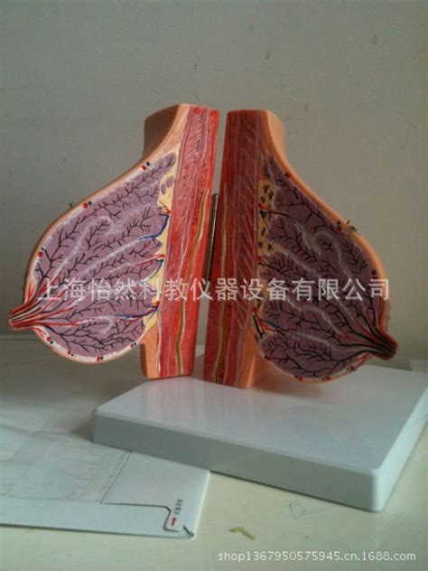 乳房的图片