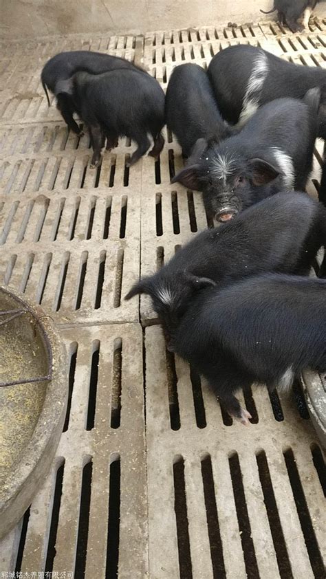 藏香猪怎么养比较好？养殖藏香猪的技术和管理要点 - 胖萌舍宠物网