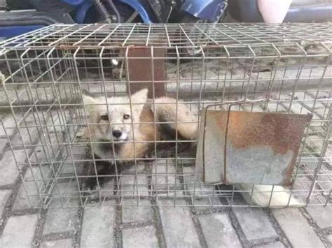 上海一居民小区惊现“火狐狸”！_动物_长兴镇_阿姨